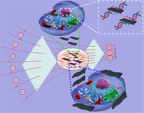 genotoxisity of mxenes