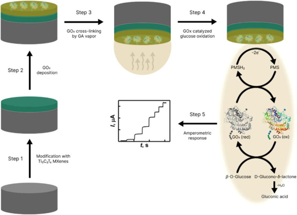 Schematic illustration of the fabrication of the working electrode and the electrochemical procedure for glucose quantification